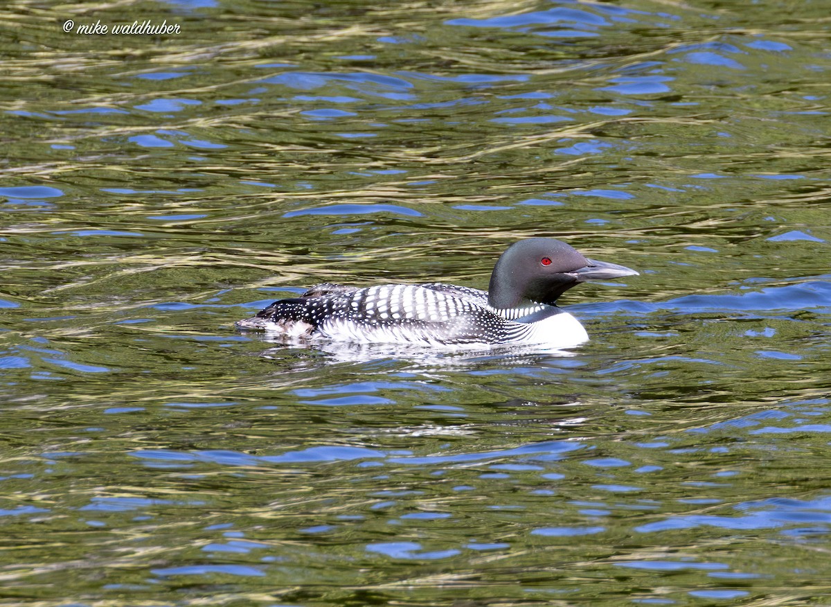 Plongeon huard - ML620700737