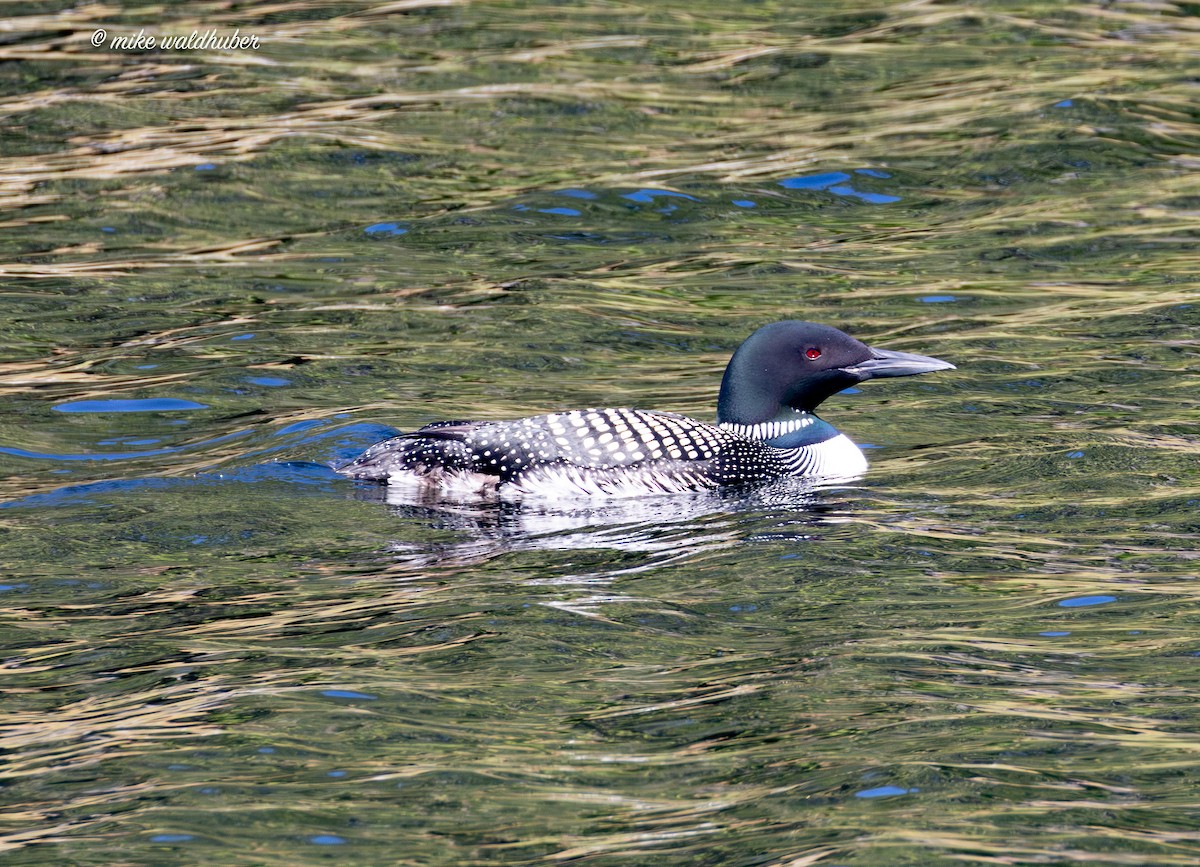 Plongeon huard - ML620700738