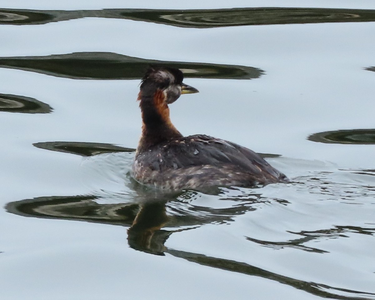 Red-necked Grebe - ML620700742
