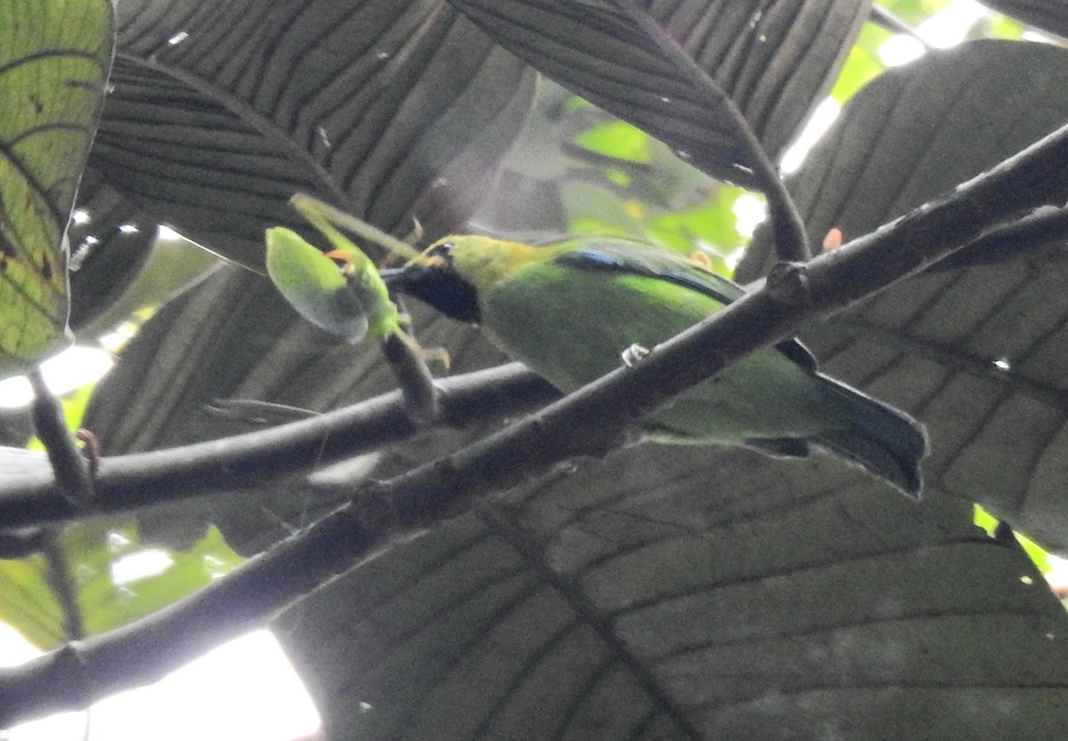 Blue-winged Leafbird - ML620700743