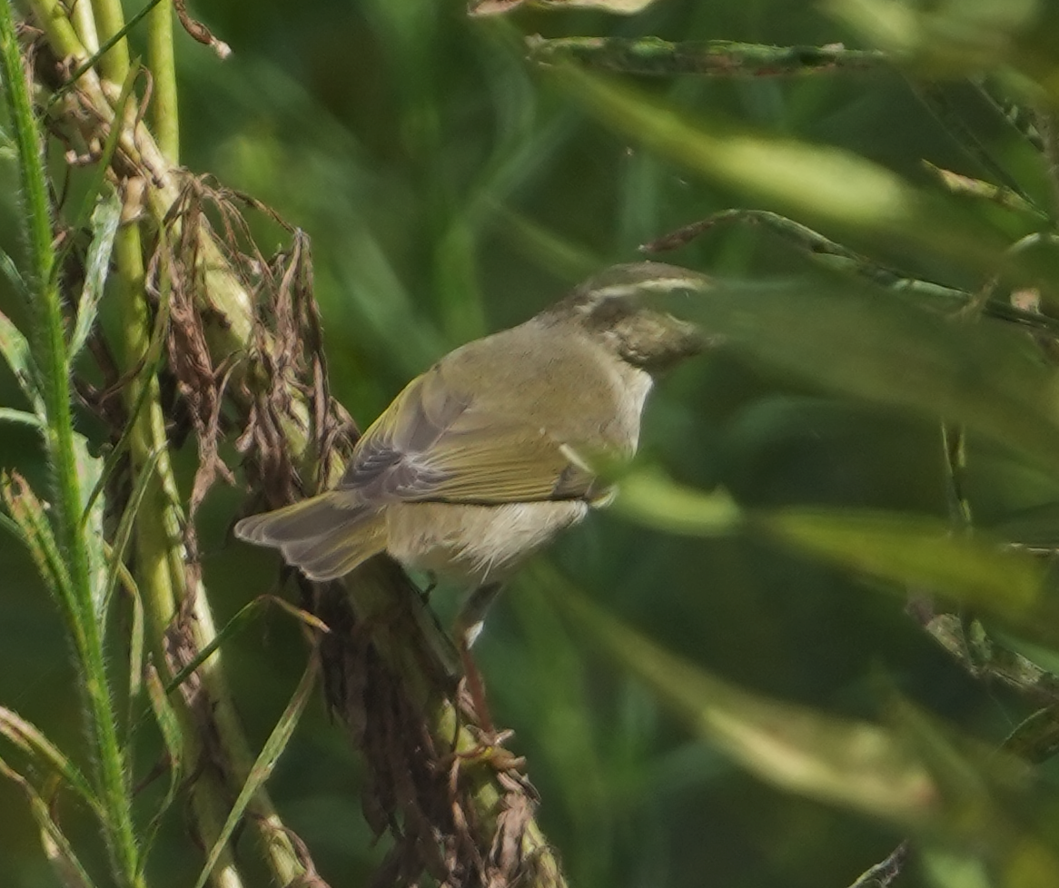 Mosquitero Paticlaro - ML620700748