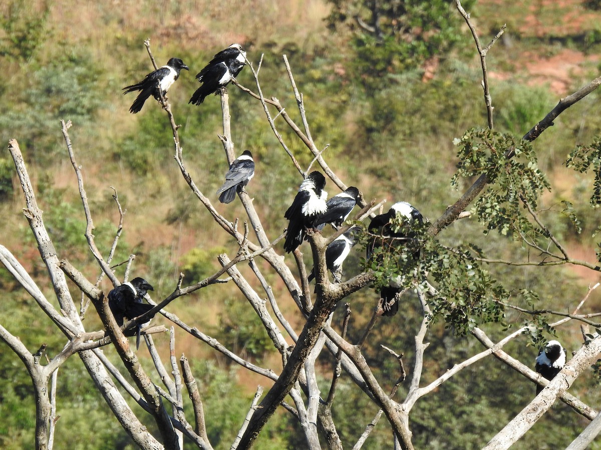 Pied Crow - ML620700749