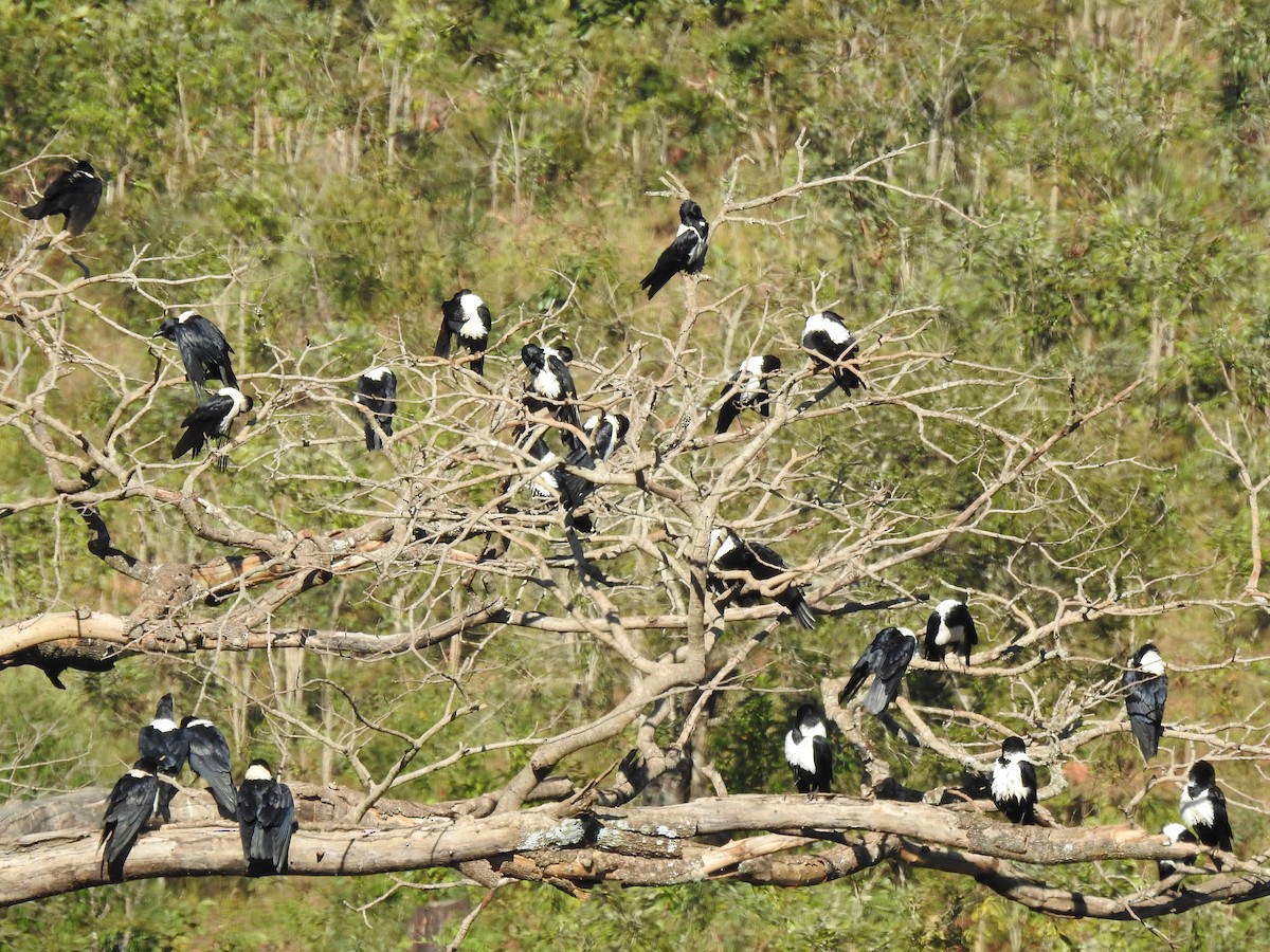 Pied Crow - Clare Mateke