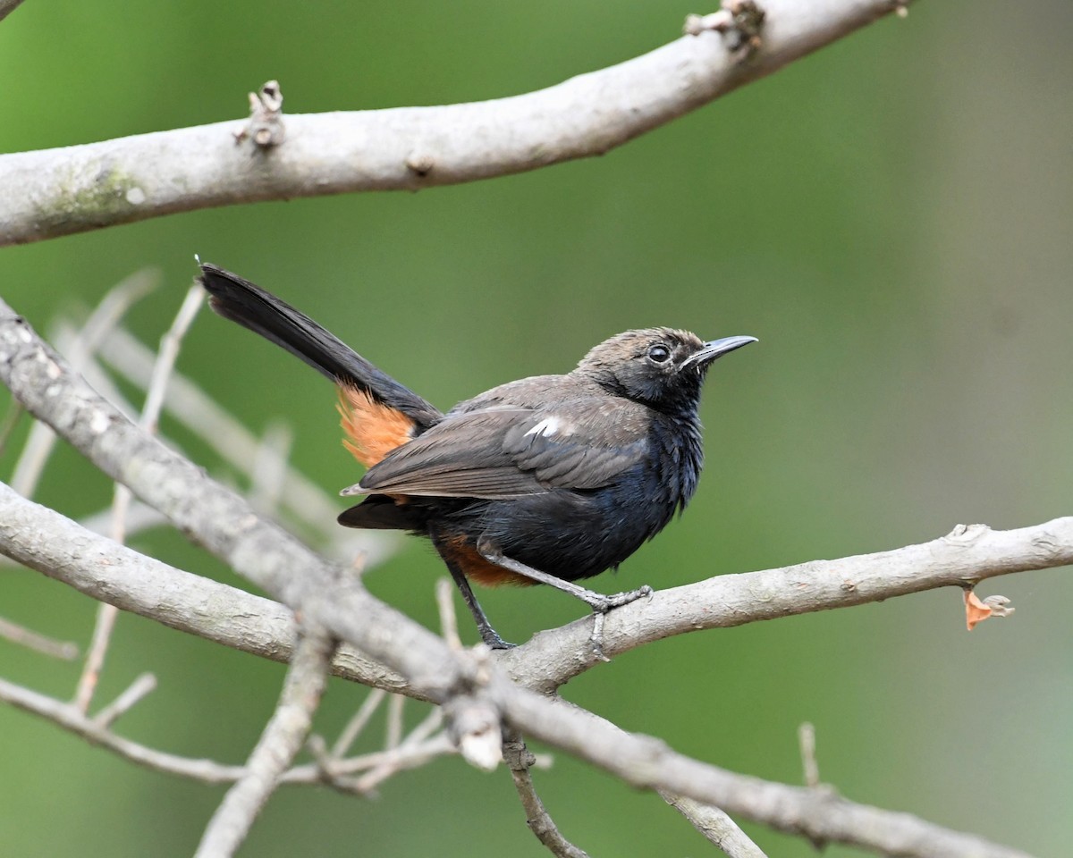 Indian Robin - ML620700753
