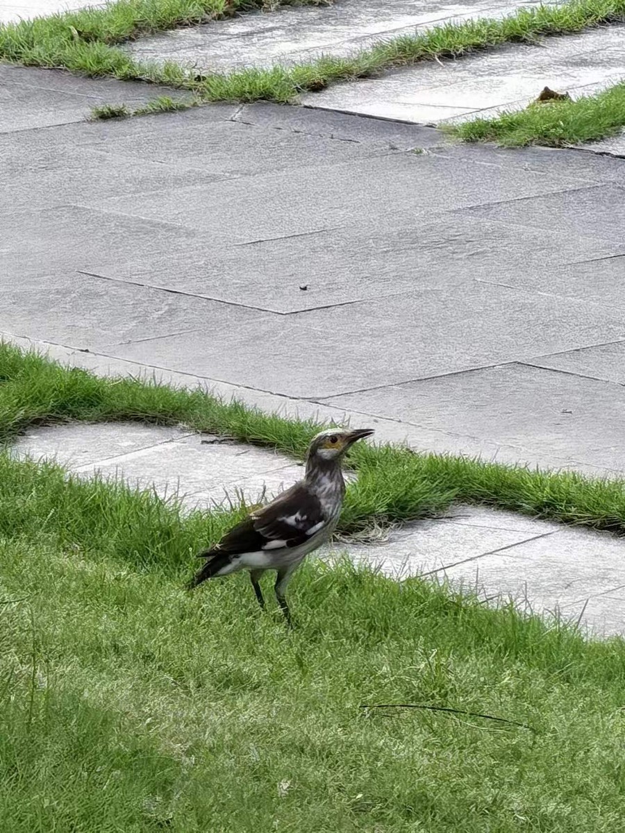 Black-collared Starling - ML620700754