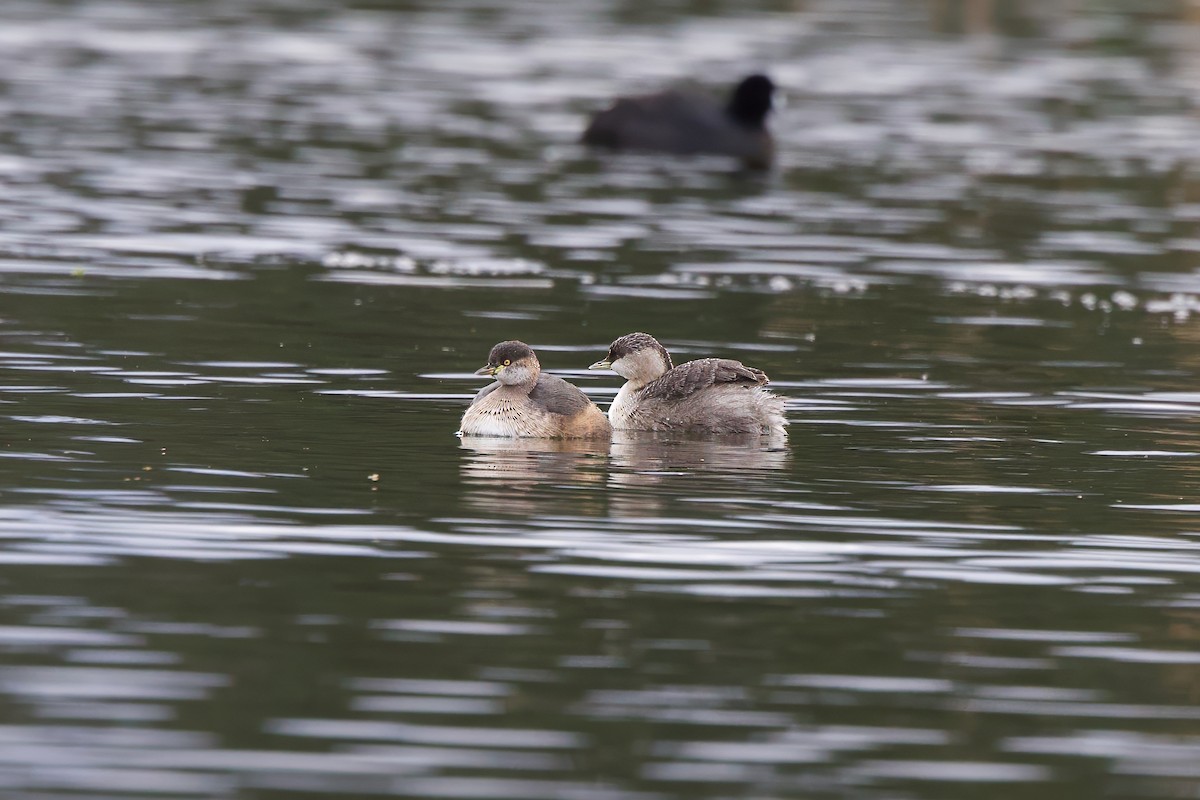 Australasian Grebe - ML620700755