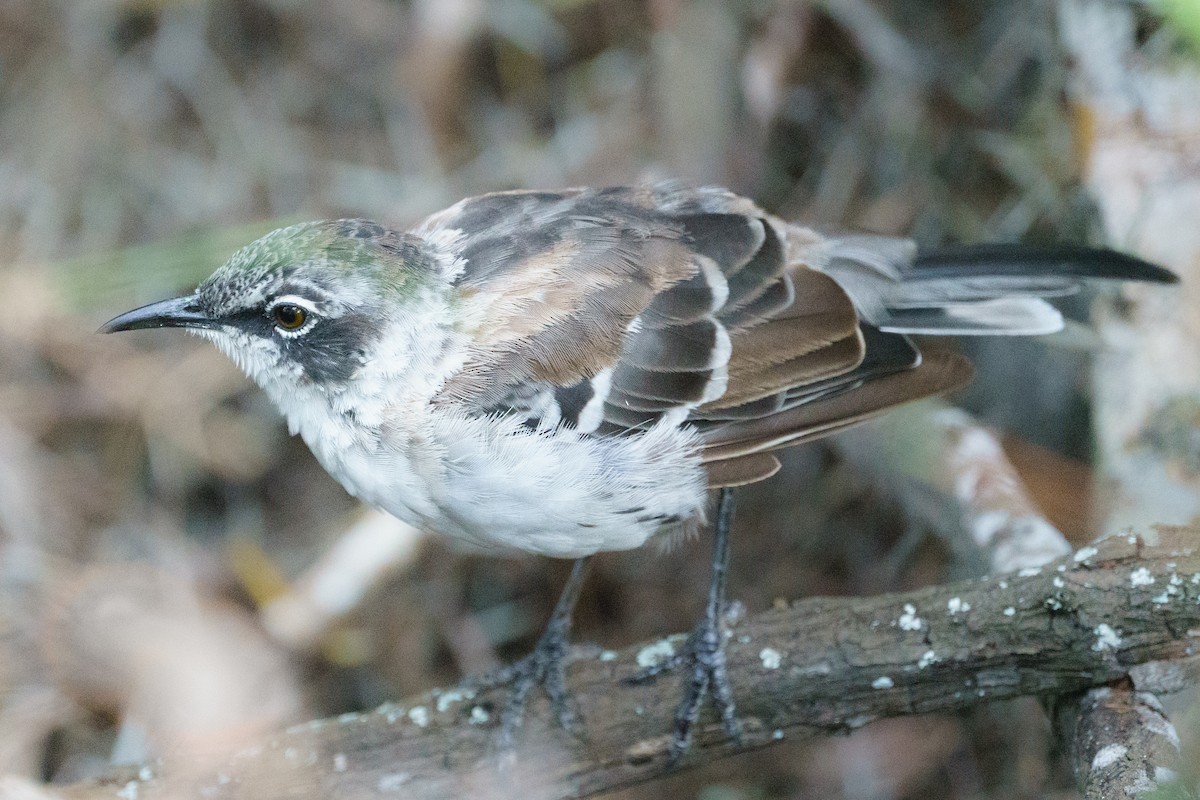 Galapagos Mockingbird - ML620700757