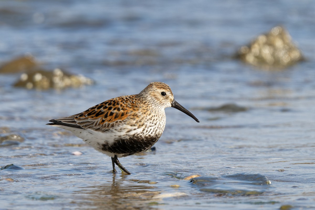 Dunlin - Zbigniew Wnuk