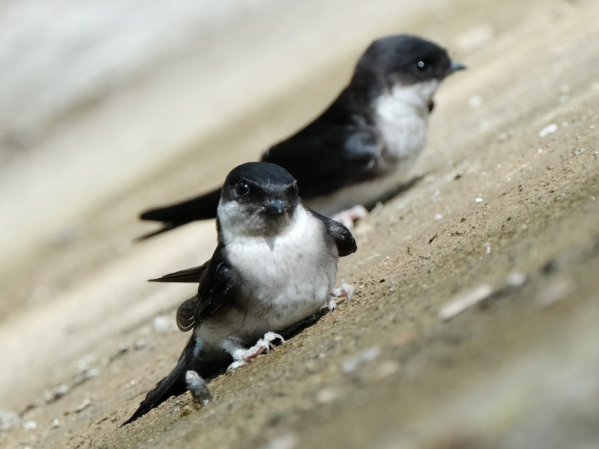 Asian House-Martin - ML620700769