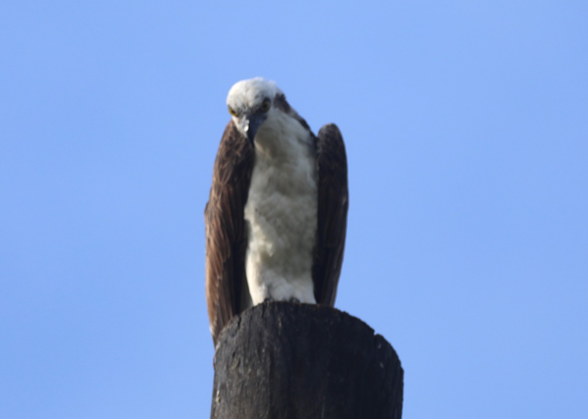 Águila Pescadora (ridgwayi) - ML620700772