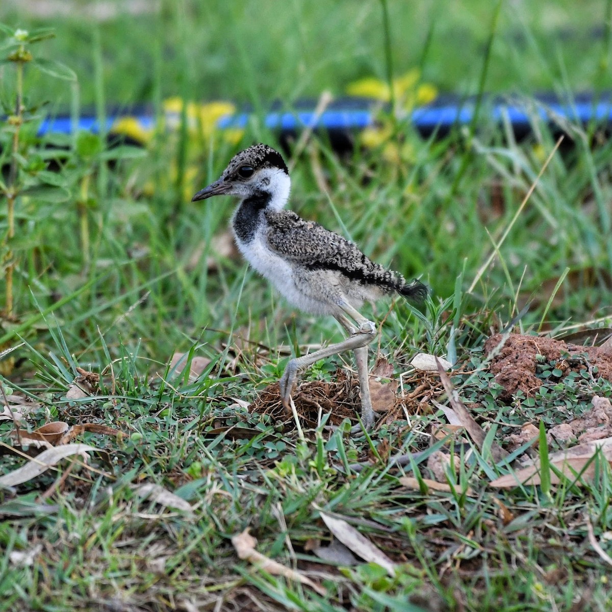 Red-wattled Lapwing - ML620700776