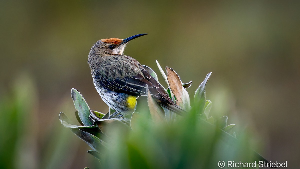 Natalhonigvogel - ML620700777