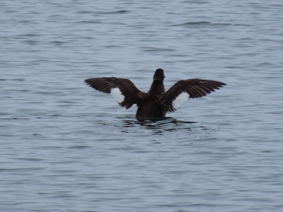 White-winged Scoter - ML620700778