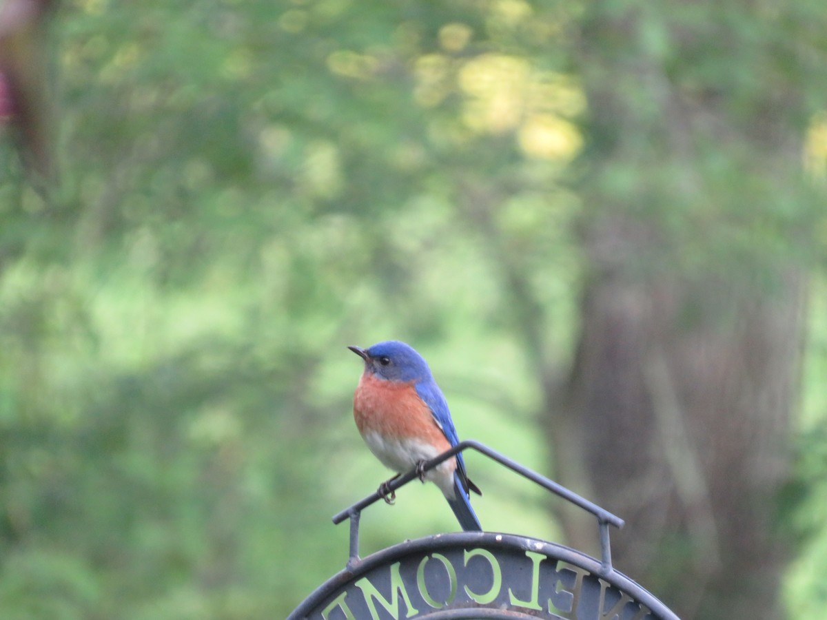 Eastern Bluebird - ML620700779