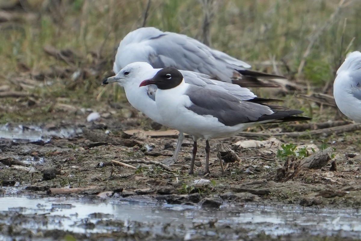 Laughing Gull - ML620700780