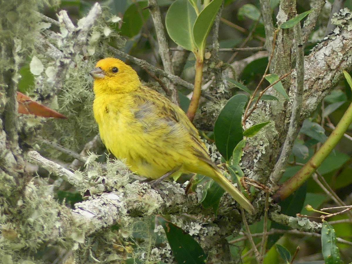 Saffron Finch - ML620700781