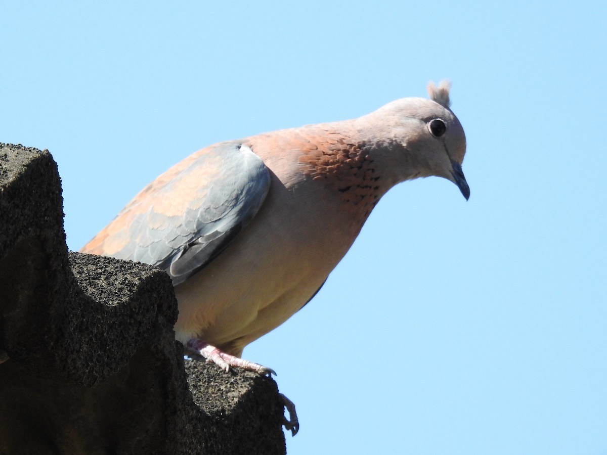 Laughing Dove - ML620700783