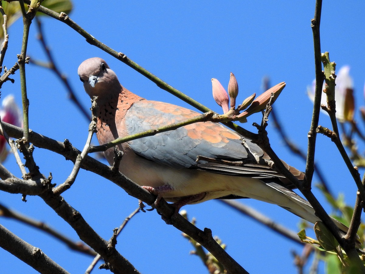 Laughing Dove - ML620700784