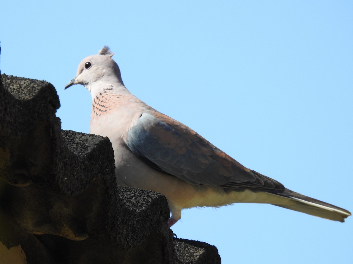 Tórtola Senegalesa - ML620700785