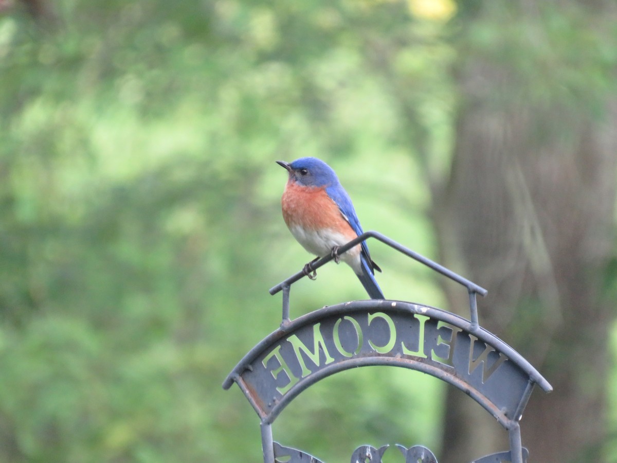 Eastern Bluebird - ML620700786