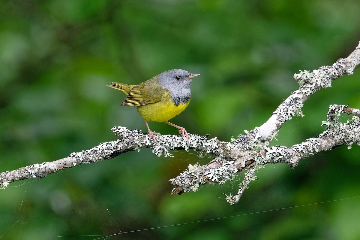 Mourning Warbler - ML620700789