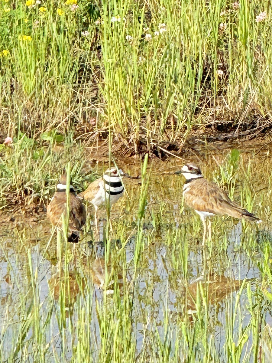 Killdeer - ML620700791