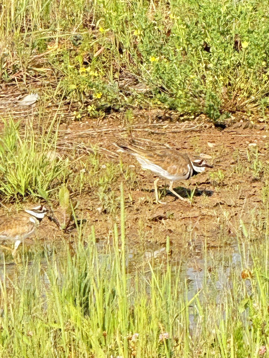 Killdeer - ML620700792