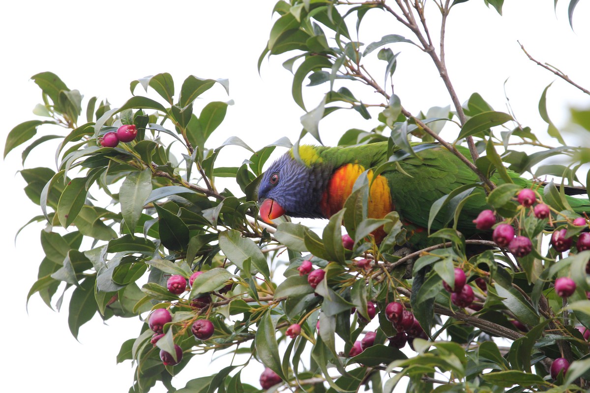 Rainbow Lorikeet - ML620700794