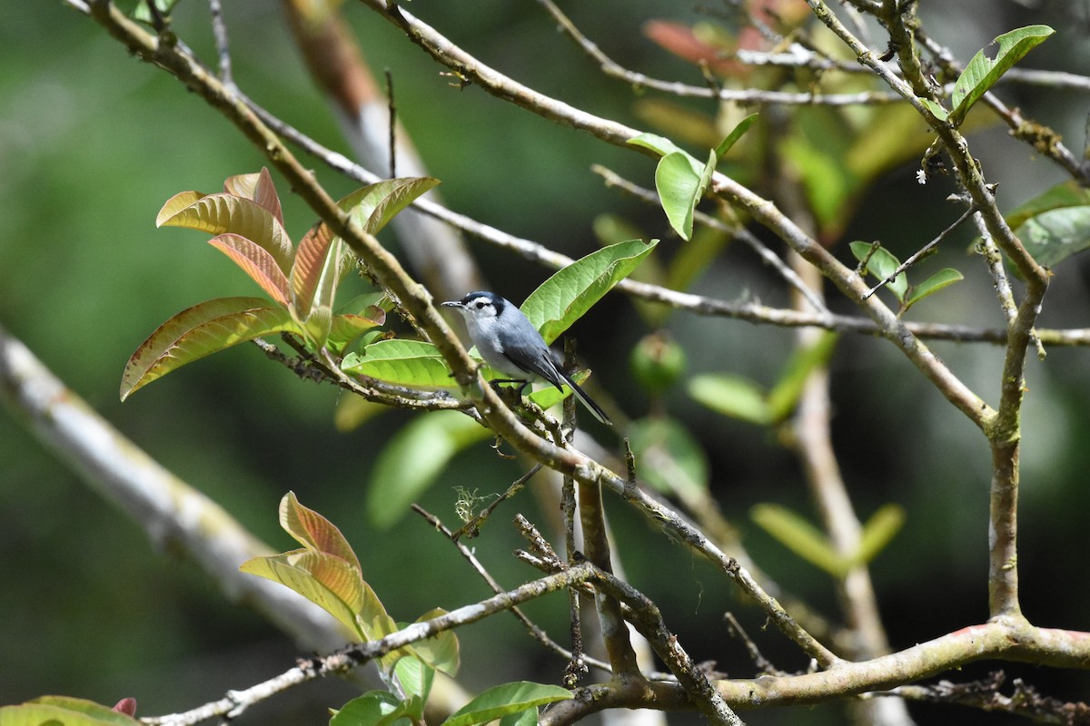 White-browed Gnatcatcher - ML620700801