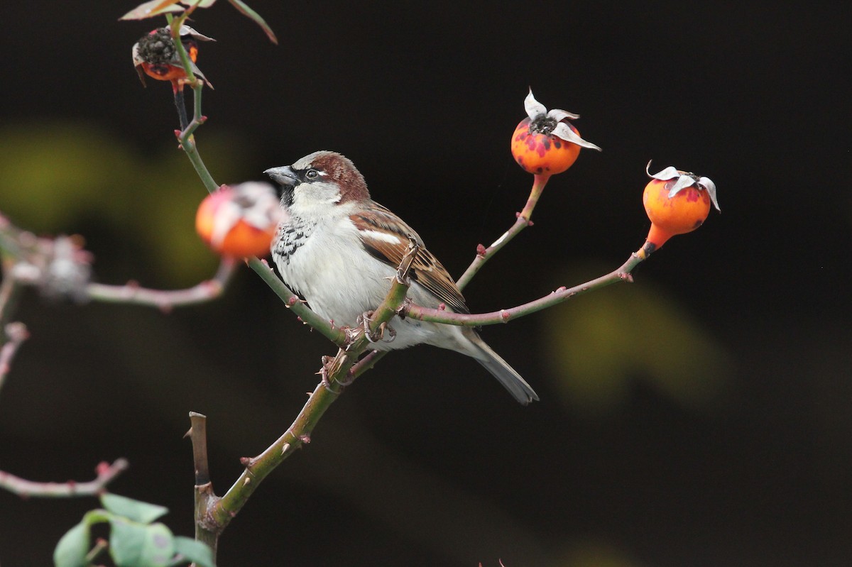 House Sparrow - ML620700804