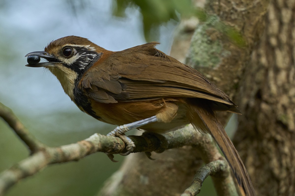 Greater Necklaced Laughingthrush - ML620700809