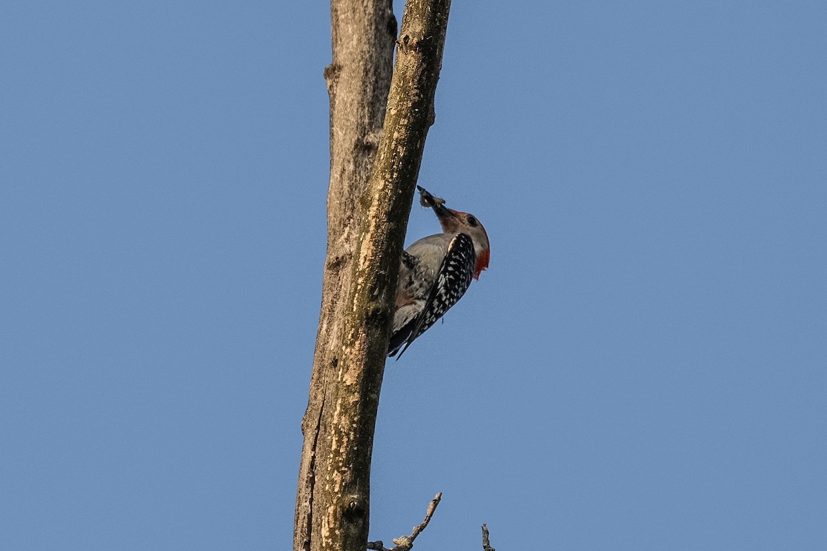 Red-bellied Woodpecker - ML620700811