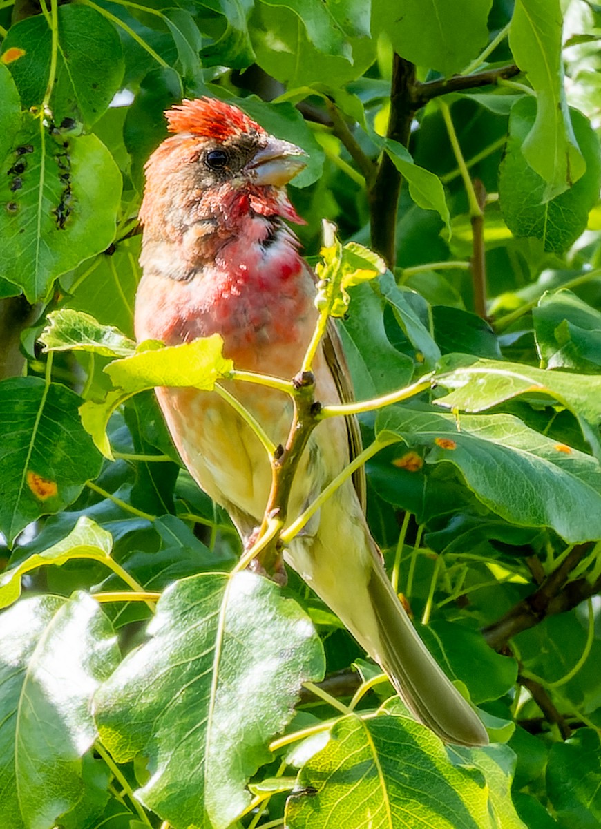 Common Rosefinch - ML620700814