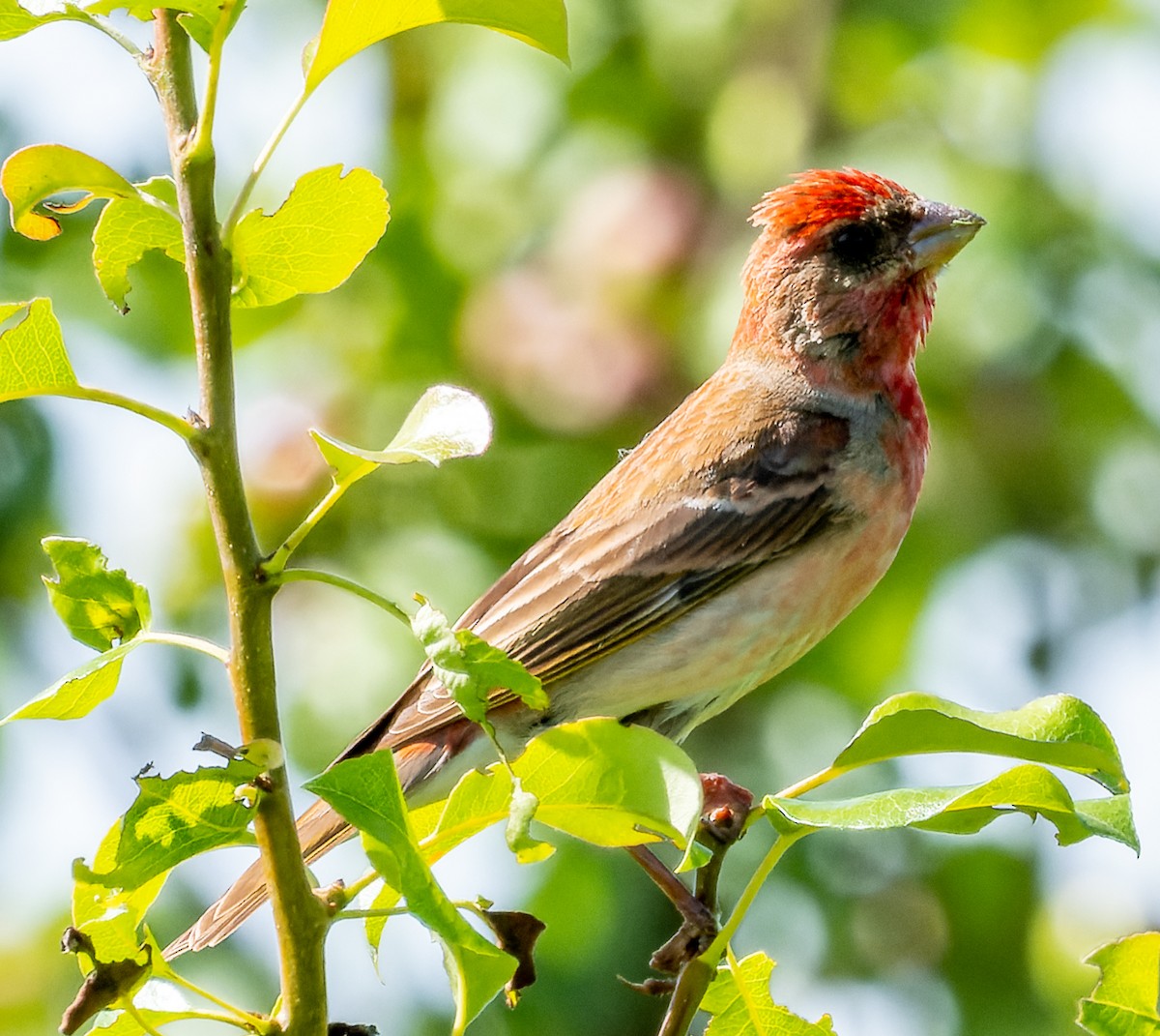 Common Rosefinch - ML620700815