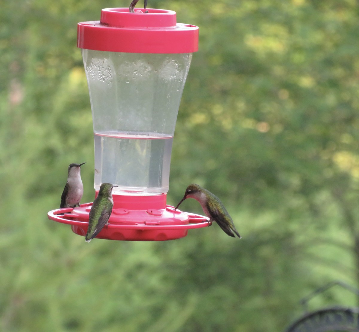 Ruby-throated Hummingbird - ML620700826