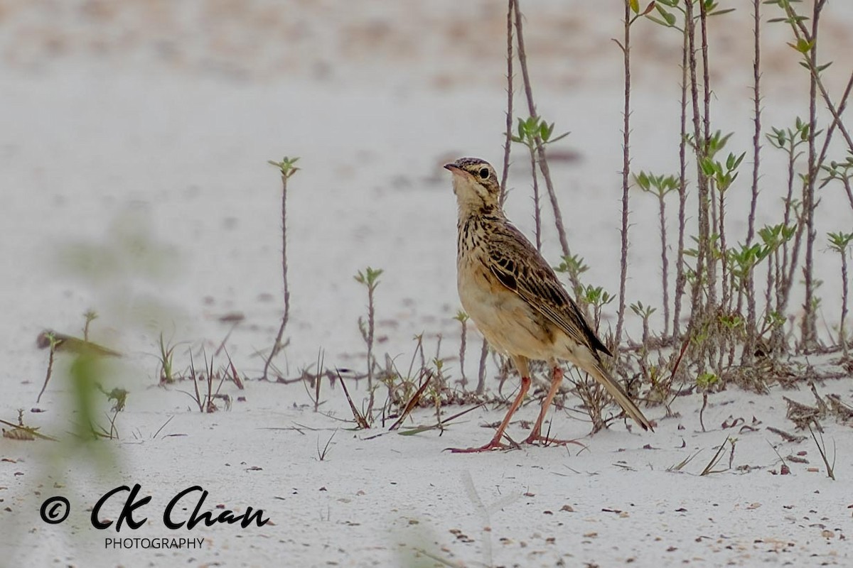 Paddyfield Pipit - ML620700829