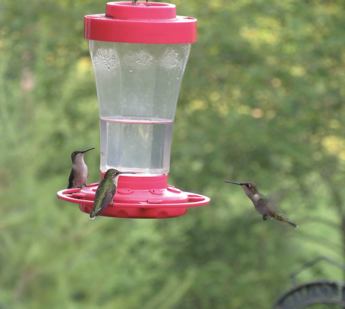 Ruby-throated Hummingbird - ML620700833