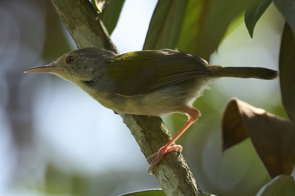 Rotstirn-Schneidervogel - ML620700835