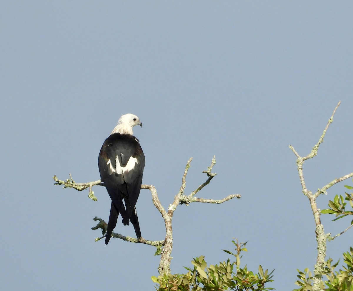 Swallow-tailed Kite - ML620700837