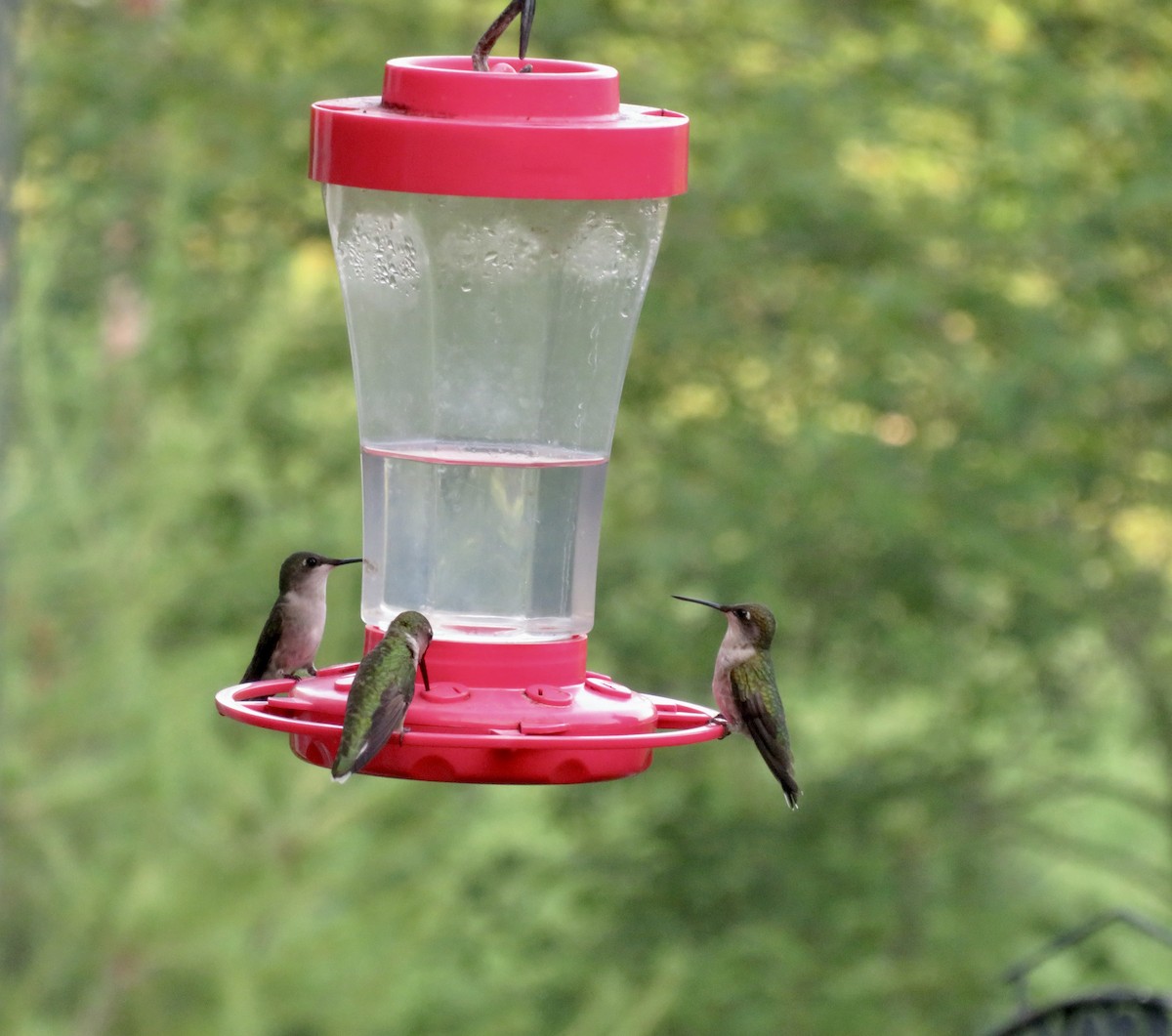 Colibri à gorge rubis - ML620700841