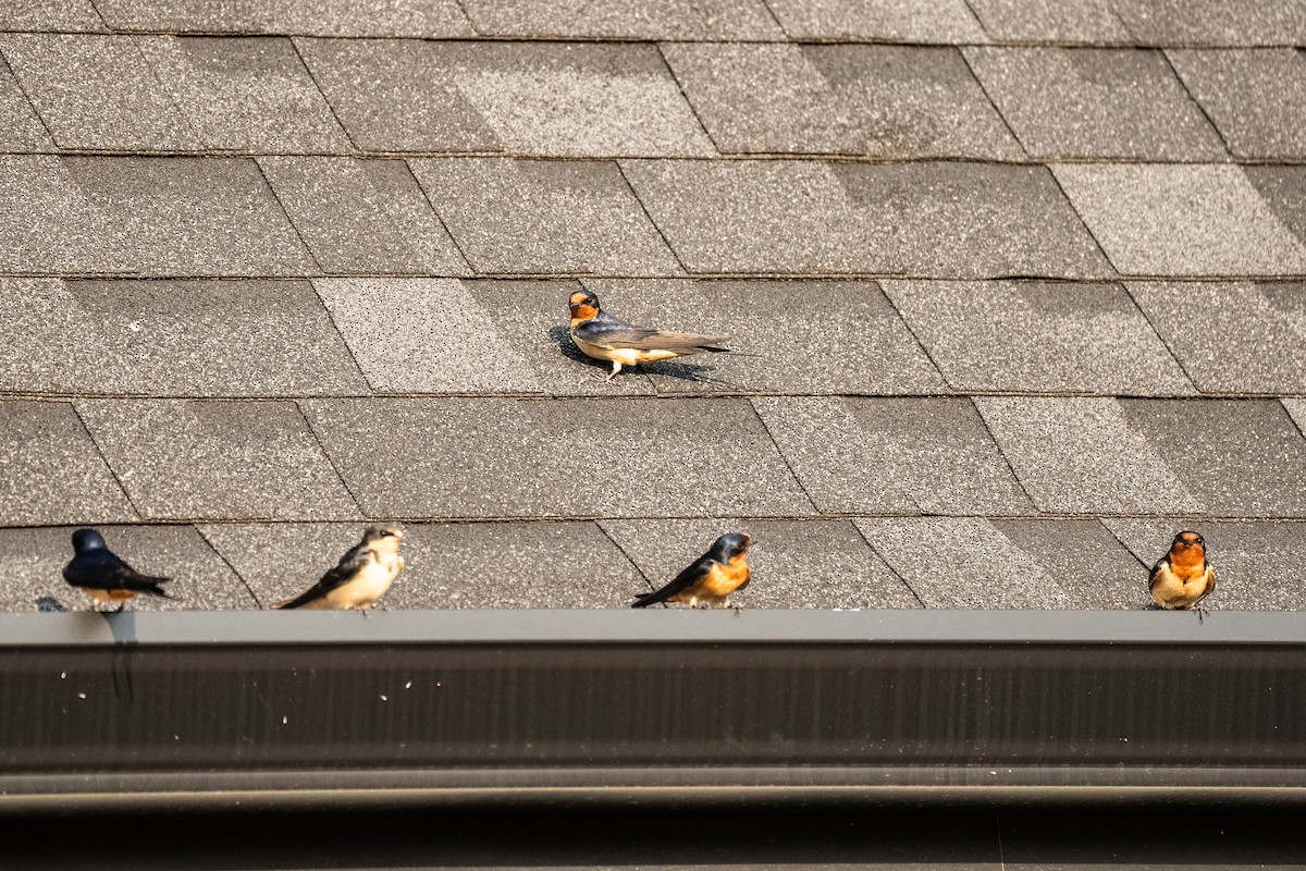 Barn Swallow - ML620700842