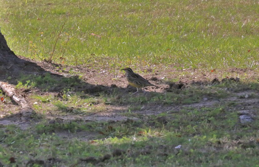 Eastern Meadowlark - ML620700846