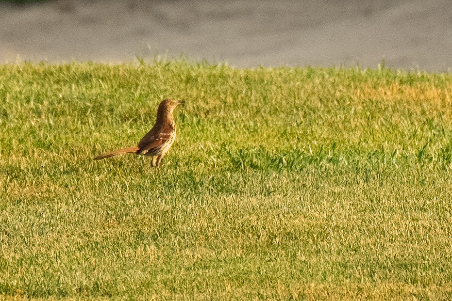 Brown Thrasher - John Mann