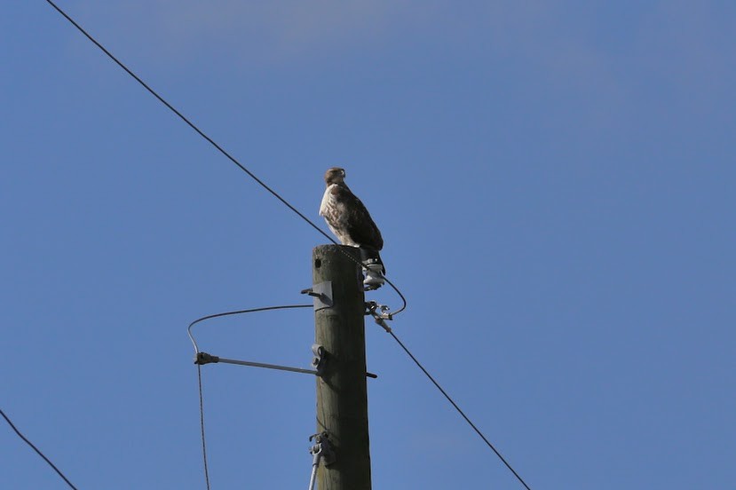 Red-tailed Hawk - ML620700851