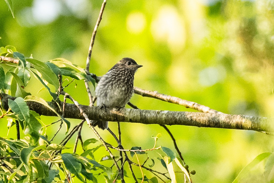 Eastern Bluebird - ML620700852