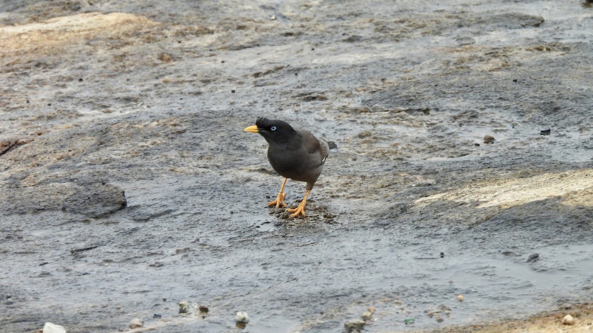 Jungle Myna - ML620700856