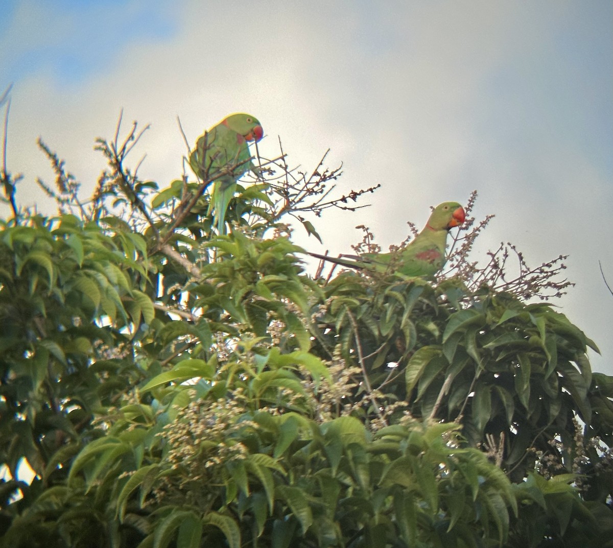 Alexandrine Parakeet - ML620700857