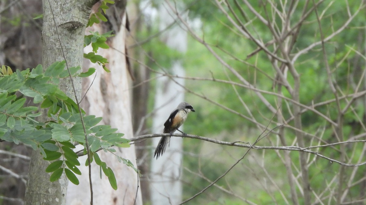 Long-tailed Shrike - Munish Gowda
