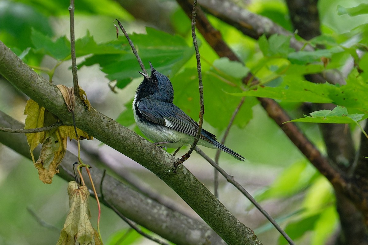 Black-throated Blue Warbler - ML620700864
