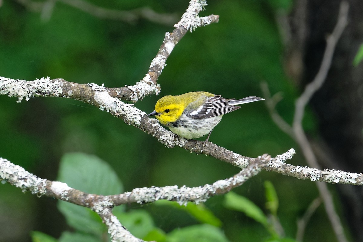 Black-throated Green Warbler - ML620700867